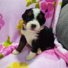 Bernedoodle Puppy Gia
