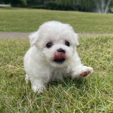 Bichon Frise Puppy Daisy