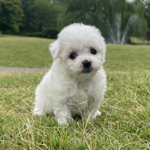Bichon Frise Puppy Daisy