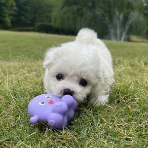Bichon Frise Puppy Daisy