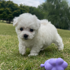 Bichon Frise Puppy Daisy