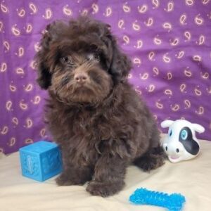 Havapoo Puppy Tilson