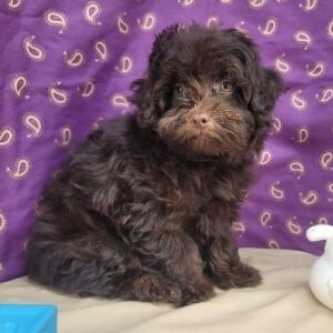 Havapoo Puppy Tilson