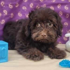 Havapoo Puppy Tilson