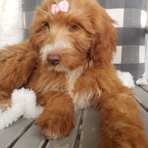 Goldendoodle Puppy Abigail
