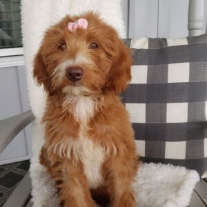 Goldendoodle Puppy Abigail