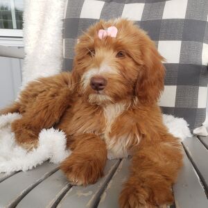 Goldendoodle Puppy Abigail