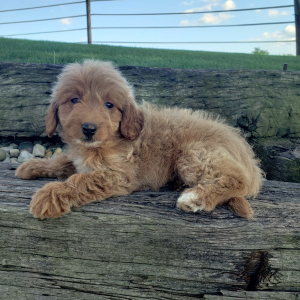 Goldendoodle Puppy Chloe