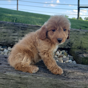 Goldendoodle Puppy Chloe
