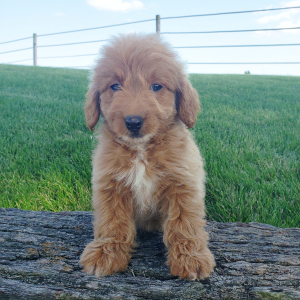 Goldendoodle Puppy Chloe