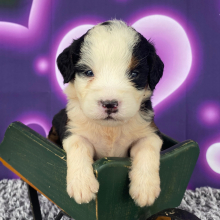 Bernedoodle Puppy Billy