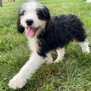 Bernedoodle Puppy Billy