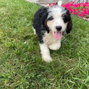 Bernedoodle Puppy Billy
