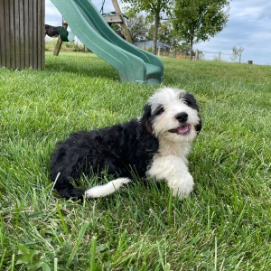 Bernedoodle Puppy Billy