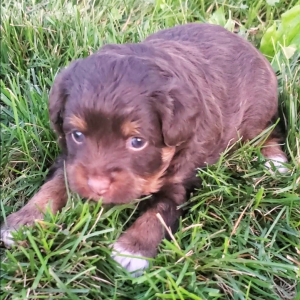 Aussiedoodle Puppy Bailey