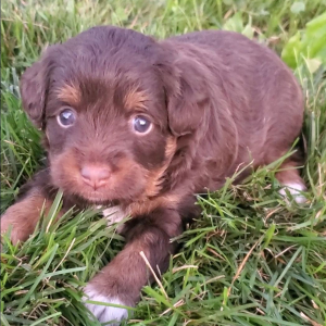 Aussiedoodle Puppy Bailey