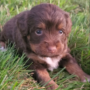 Aussiedoodle Puppy Bailey