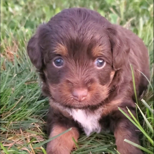 Aussiedoodle Puppy Bailey