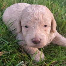 Goldendoodle Puppy Chris