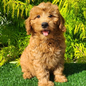 Goldendoodle Puppy Charlotte