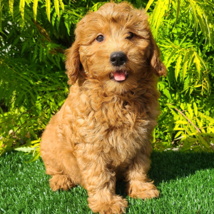 Goldendoodle Puppy Charlotte