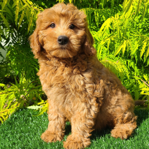 Goldendoodle Puppy Charlotte