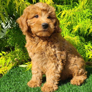 Goldendoodle Puppy Charlotte
