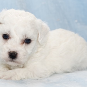 Bichon Frise Puppy Holden