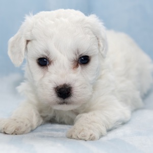 Bichon Frise Puppy Holden