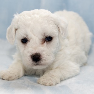 Bichon Frise Puppy Holden