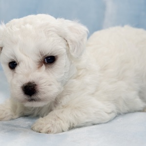 Bichon Frise Puppy Holden