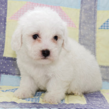 Bichon Frise Puppy Holden