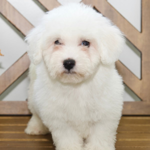 Bichon Frise Puppy Holden