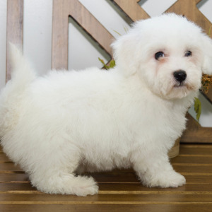 Bichon Frise Puppy Holden