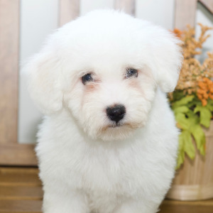 Bichon Frise Puppy Holden