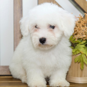 Bichon Frise Puppy Holden