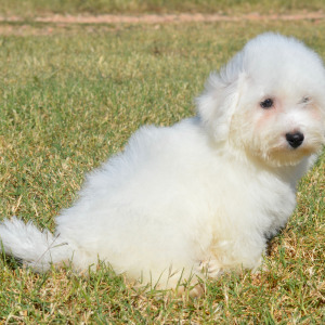 Bichon Frise Puppy Holden
