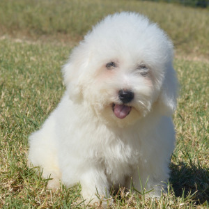 Bichon Frise Puppy Holden
