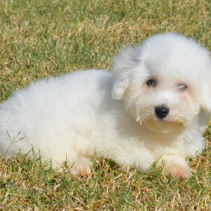 Bichon Frise Puppy Holden