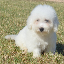 Bichon Frise Puppy Holden