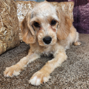 Cavapoo Puppy Jay