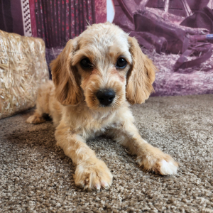Cavapoo Puppy Jay