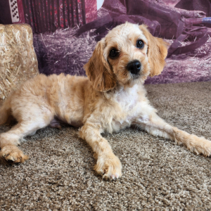 Cavapoo Puppy Jay