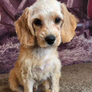 Cavapoo Puppy Jay