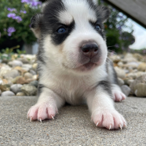 Siberian Husky Puppy Georgia