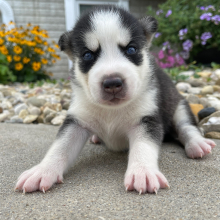 Siberian Husky Puppy Georgia