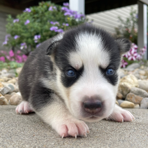 Siberian Husky Puppy Georgia