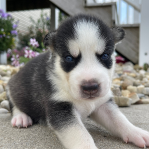 Siberian Husky Puppy Georgia