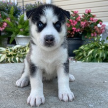 Siberian Husky Puppy Georgia