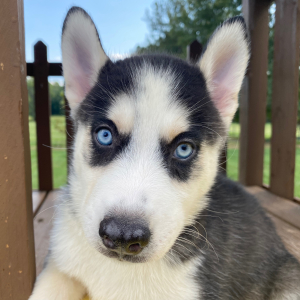 Siberian Husky Puppy Georgia